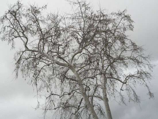 © Nilda Heyek - Tree, Life, My First Blog