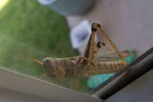 Texas gallery - Grasshopper © Nilda Heyek Texas gallery - Grasshopper © Nilda Heyek