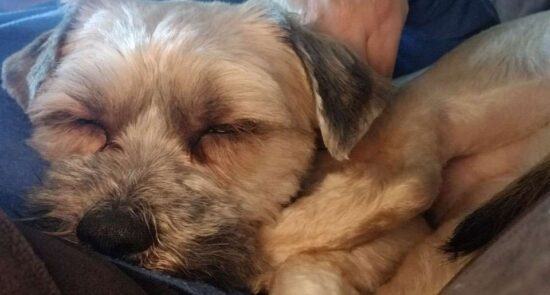 Frankie dog - Nilda Heyek