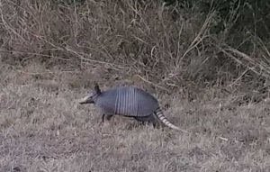 © Nilda Heyek - Texas armadillo © Nilda Heyek - Texas armadillo