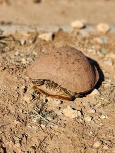 © Nilda Heyek - Wild Turtle © Nilda Heyek - Wild Turtle